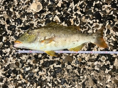 ムネアカクチビの釣果