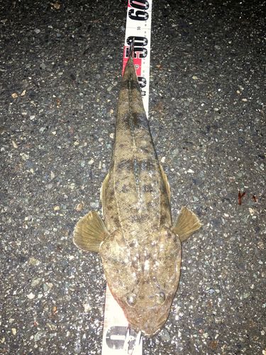 マゴチの釣果