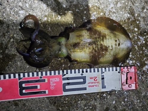 アオリイカの釣果