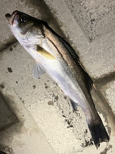 フッコ（マルスズキ）の釣果