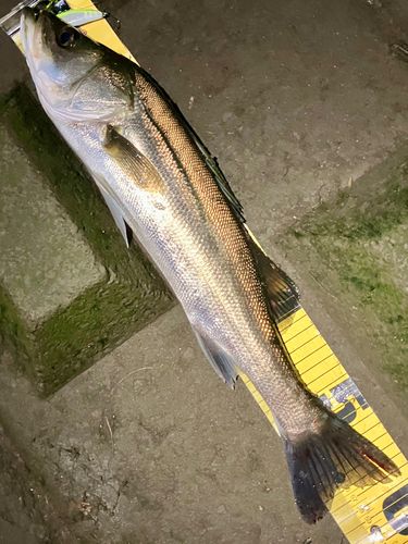 フッコ（マルスズキ）の釣果