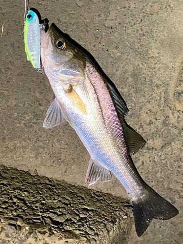 セイゴ（マルスズキ）の釣果
