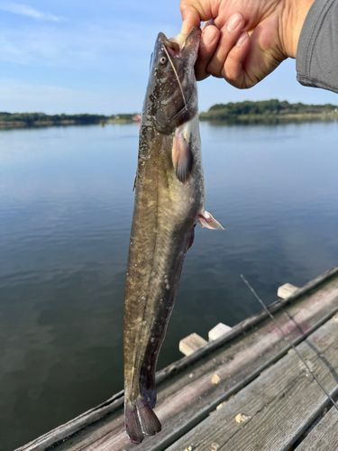 ナマズの釣果
