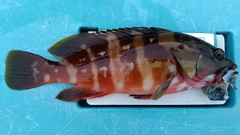 アカハタの釣果