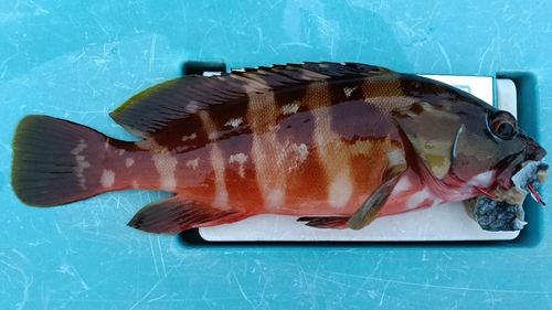 アカハタの釣果