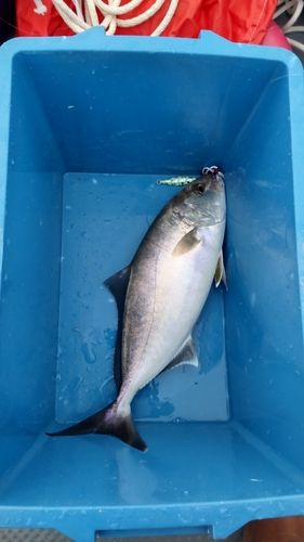 カンパチの釣果