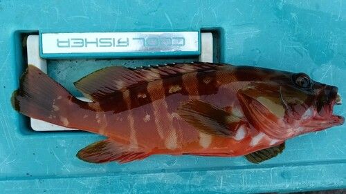 アカハタの釣果