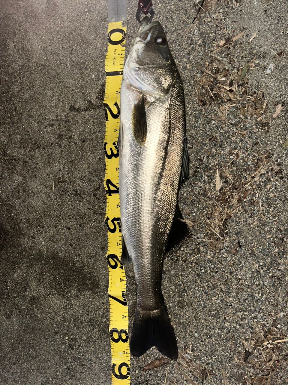 21ラブラックス96ml ダイワ ラブラックス AGS 96ML・N 2021モデル (スピニング2