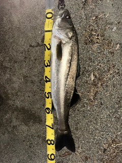 シーバスの釣果