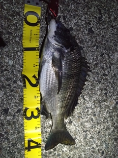 クロダイの釣果