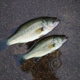 ブラックバス