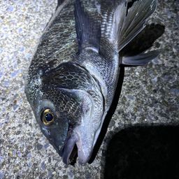 クロダイ