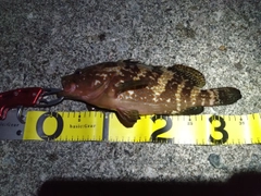 キジハタの釣果