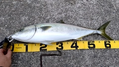 ワラサの釣果