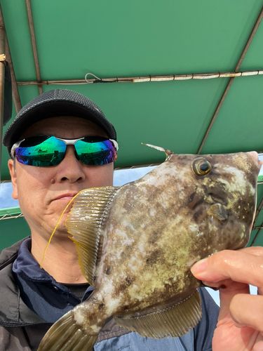 カワハギの釣果