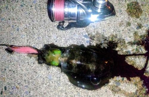 アオリイカの釣果
