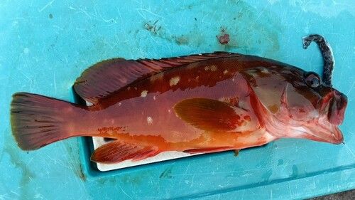 アカハタの釣果