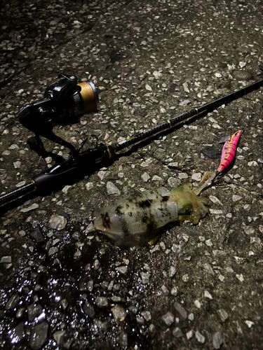 アオリイカの釣果