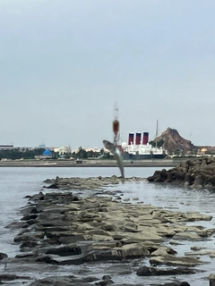 カタクチイワシの釣果