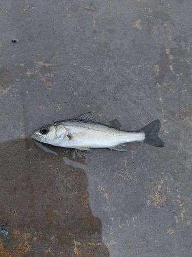 セイゴ（マルスズキ）の釣果
