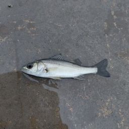 セイゴ（マルスズキ）