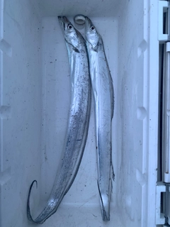 タチウオの釣果
