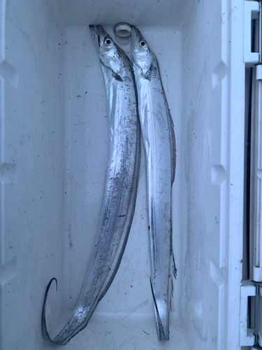 タチウオの釣果