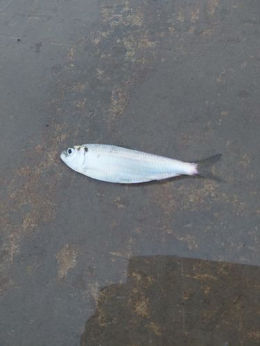 ママカリの釣果