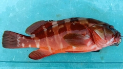 アカハタの釣果