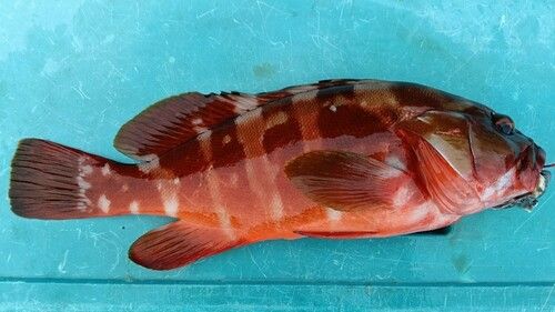 アカハタの釣果
