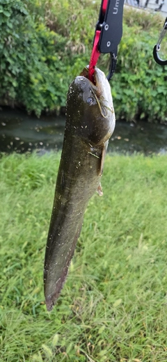 ナマズの釣果