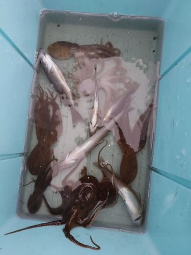 イイダコの釣果
