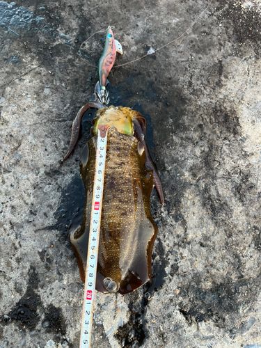 アオリイカの釣果