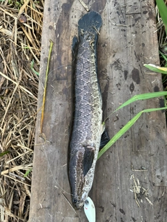 カムルチーの釣果