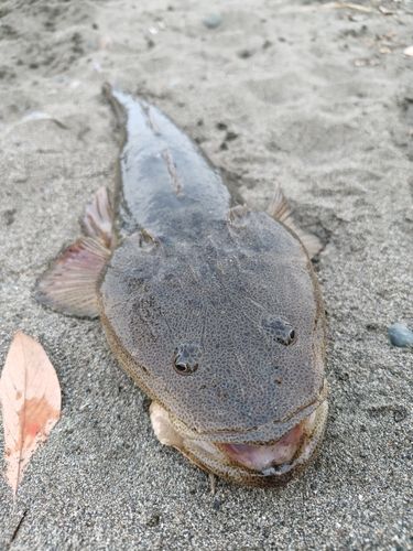 マゴチの釣果