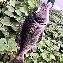 クロダイ