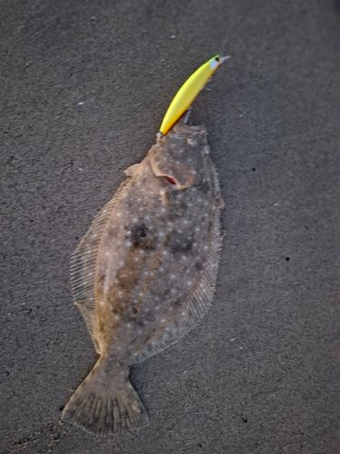 ヒラメの釣果