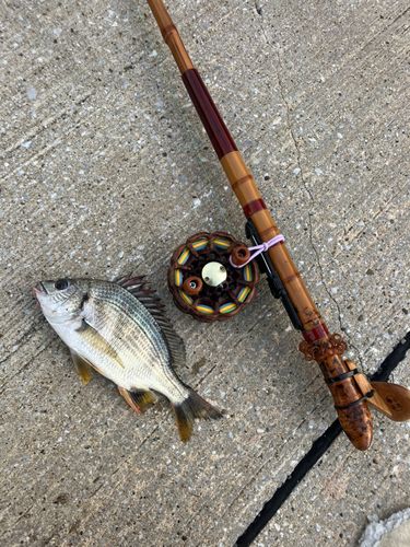 キビレの釣果