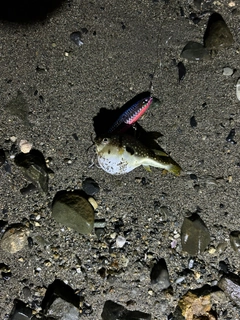クサフグの釣果