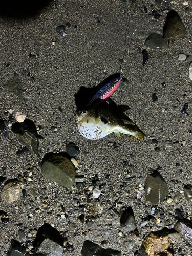 広田湾