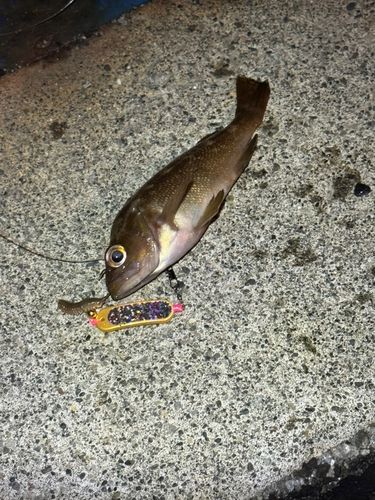 ガヤの釣果
