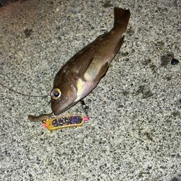 ガヤ