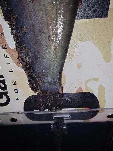 ナマズの釣果