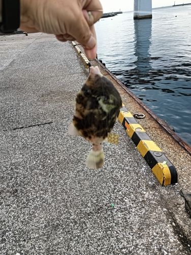 カワハギの釣果