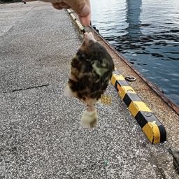 カワハギ