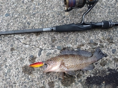 オオモンハタの釣果