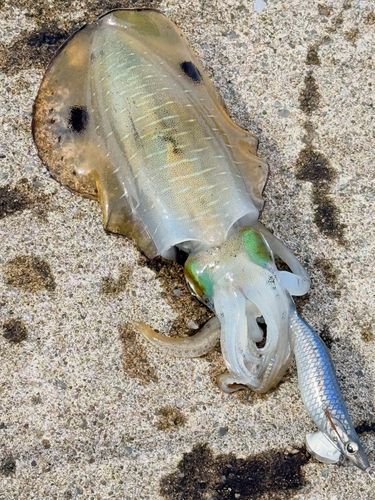 アオリイカの釣果