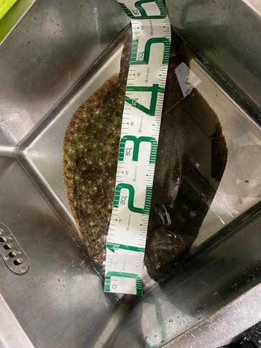 ヒラメの釣果