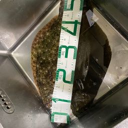 ヒラメ
