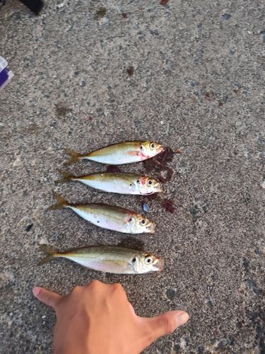 アジの釣果